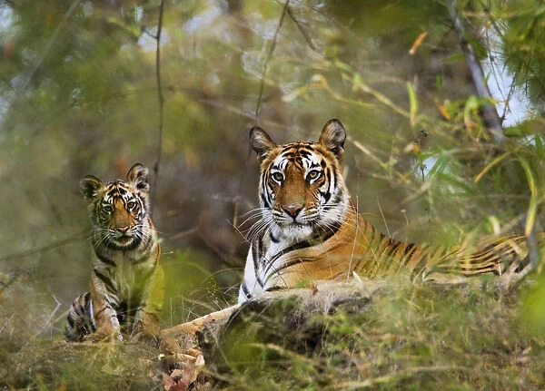 Female Tiger {Panthera tigris} with four-month-old cub, Bandhavgarh NP, India