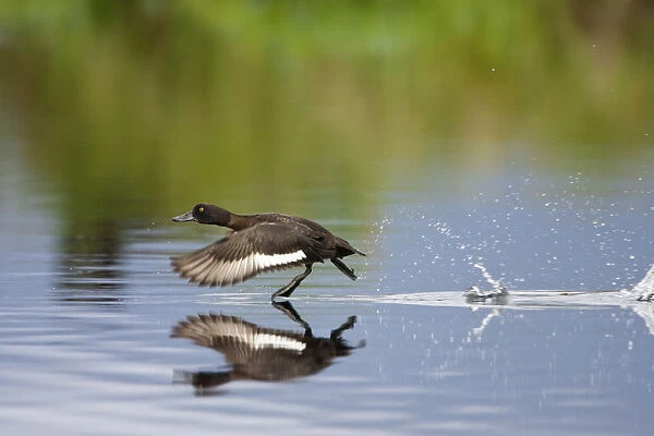 Female Tufted duck (Aythya fuligula) taking off from the surface of a lake, Catcott Lows