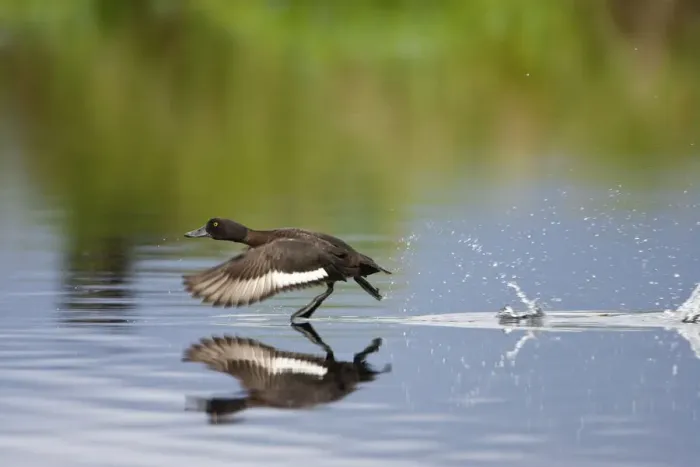Framed Print : Female Tufted duck (Aythya fuligula) taking off from the surface of a lake, Catcott Lows Framed Print : Female Tufted duck (Aythya fuligula) taking off from the surface of a lake, Catcott Lows