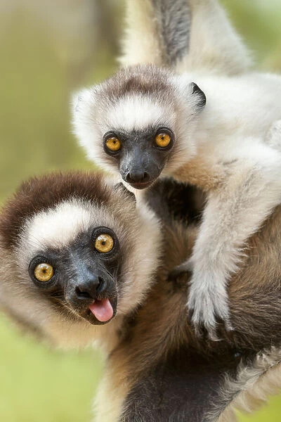 Female Verreauxs sifaka (Propithecus verreauxi) carrying infant in forest canopy. Berenty Private Reserve, southern Madagascar