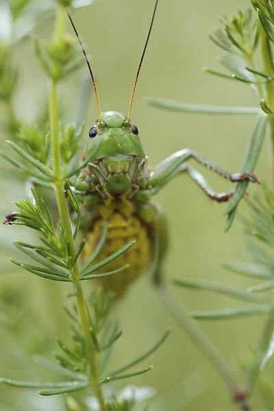 Female Wart biter bush cricket (Decticus verrucivorus) on plant, Stenje region, Galicica