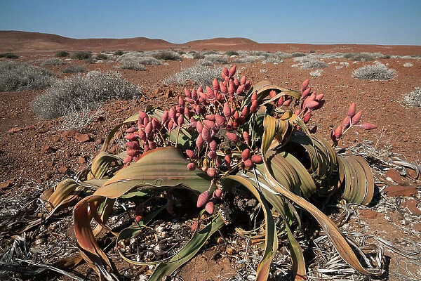 Female Welwitschia plant (Welwitschia mirabilis), cones in flower, Kunene region, Namibia, Africa, May