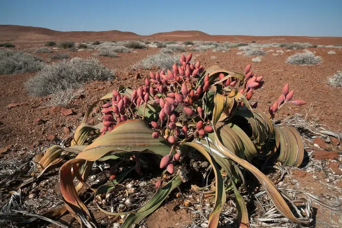 Framed Print : Female Welwitschia plant (Welwitschia mirabilis), cones in flower, Kunene region, Namibia, Africa, May Framed Print : Female Welwitschia plant (Welwitschia mirabilis), cones in flower, Kunene region, Namibia, Africa, May