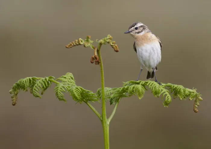 Framed Print : Female whinchat (Saxicola rubetra) perched on bracken frond, Denbighshire, Wales Framed Print : Female whinchat (Saxicola rubetra) perched on bracken frond, Denbighshire, Wales