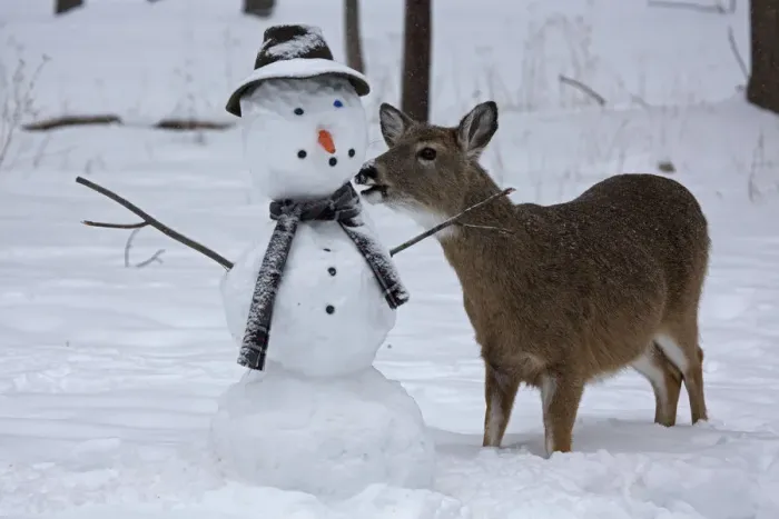 Framed Print : Female White-tailed deer (Odocoileus virginianus) with snowman, New York, USA, February Framed Print : Female White-tailed deer (Odocoileus virginianus) with snowman, New York, USA, February