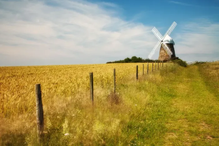 Framed Print : Fence bordering field of Wheat and track with Halnaker Windmill in the background Framed Print : Fence bordering field of Wheat and track with Halnaker Windmill in the background