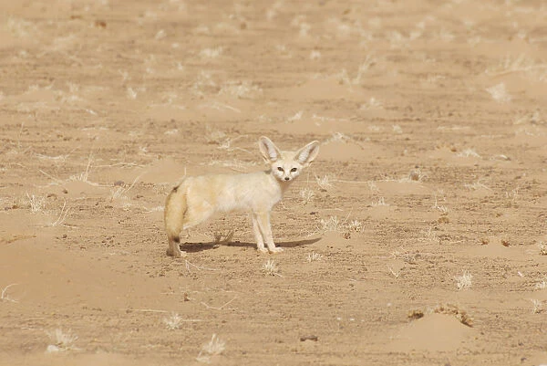 Fennec Fox (Fennecus  /  Vulpes zerda) in profile against sand. Dilia Achetinamou Niger