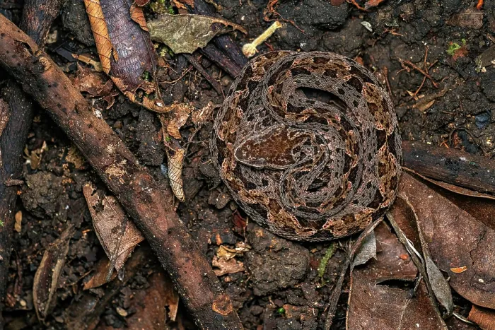 Framed Print : Fer De Lance (Bothrops asper) curled up on the rainforest floor waiting for prey, Osa Peninsula, Costa Rica Framed Print : Fer De Lance (Bothrops asper) curled up on the rainforest floor waiting for prey, Osa Peninsula, Costa Rica