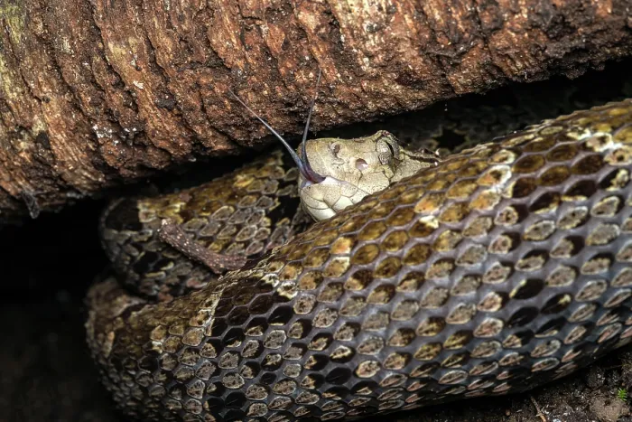 Framed Print : Fer de Lance (Bothrops asper) resting under a tree root with its tongue out, digesting a recent meal, Osa Peninsula, Costa Rica Framed Print : Fer de Lance (Bothrops asper) resting under a tree root with its tongue out, digesting a recent meal, Osa Peninsula, Costa Rica