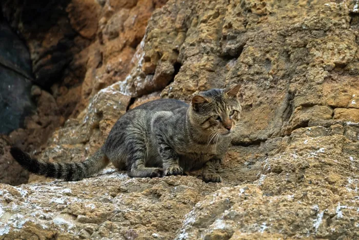 Framed Print : Feral cat (Felis catus) stting on rocks, Punta Vicente Roca, Isabela Island, Galapagos Islands. May Framed Print : Feral cat (Felis catus) stting on rocks, Punta Vicente Roca, Isabela Island, Galapagos Islands. May