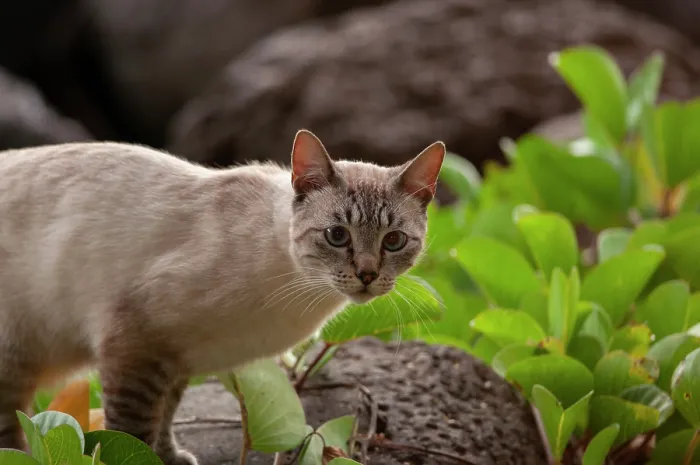 Framed Print : Feral cat roaming on outskirts of San Cristobal, Galapagos Islands, September Framed Print : Feral cat roaming on outskirts of San Cristobal, Galapagos Islands, September