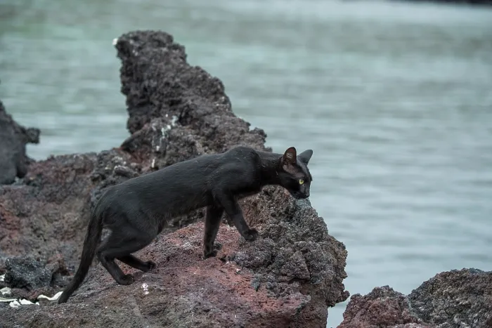 Framed Print : Feral domestic cat (Felis catus) walking on rocks at shore, Punta Albemarle, Isabela Island, Galapagos Islands. June