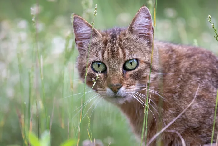 Framed Print : Feral domestic cat (Felis silvestris catus) in a meadow, portrait, Aude, France. June Framed Print : Feral domestic cat (Felis silvestris catus) in a meadow, portrait, Aude, France. June