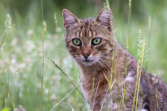 Framed Print : Feral domestic cat (Felis silvestris catus) in a meadow, portrait, Aude, France. June Framed Print : Feral domestic cat (Felis silvestris catus) in a meadow, portrait, Aude, France. June