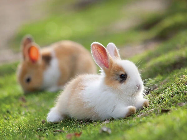 Feral domestic rabbit (Oryctolagus cuniculus) babies, Okunojima Island, also known as Rabbit Island, Hiroshima, Japan