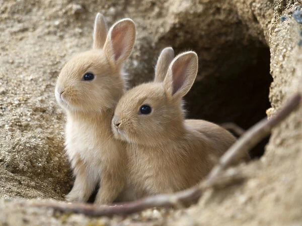 Feral domestic rabbit (Oryctolagus cuniculus) babies at burrow. Okunojima Island