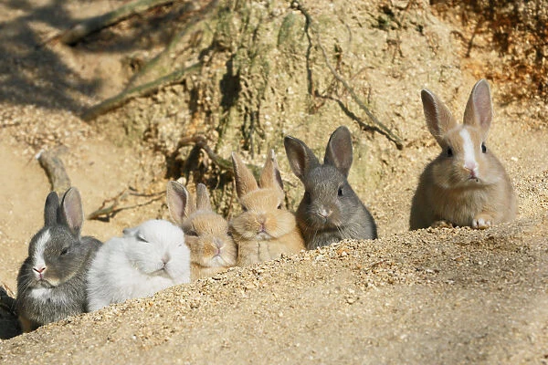Feral domestic rabbit (Oryctolagus cuniculus) babies resting near burrow, Okunojima Island
