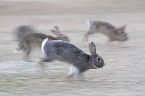 Feral domestic rabbit (Oryctolagus cuniculus) group running from bird of prey, Okunojima Island