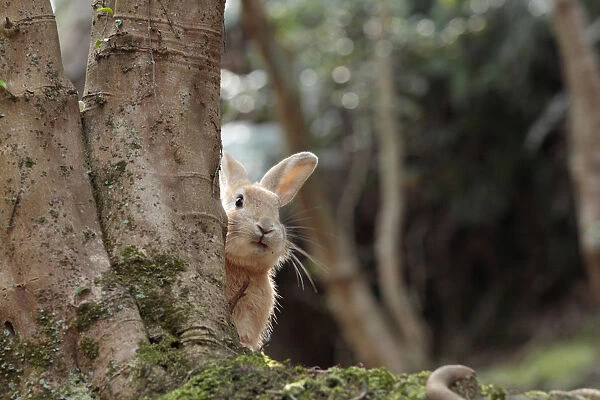Feral domestic rabbit (Oryctolagus cuniculus) looking round tree trunk, Okunojima Island