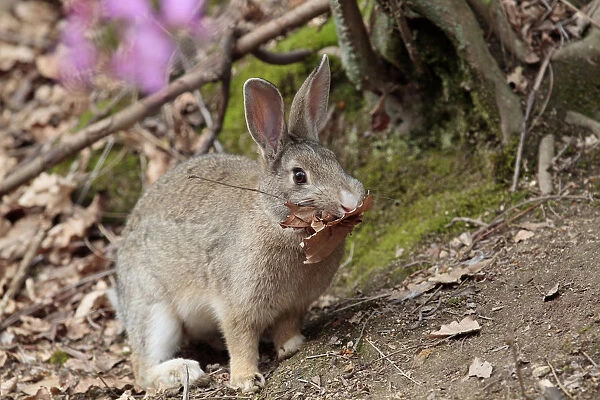 Feral domestic rabbit (Oryctolagus cuniculus) carrying nesting material, Okunojima Island