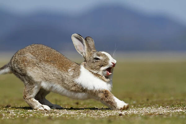 Feral domestic rabbit (Oryctolagus cuniculus) stretching and yawning, Okunojima Island