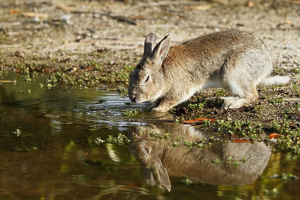 Feral domestic rabbit (Oryctolagus cuniculus) drinking water, Okunojima Island, also