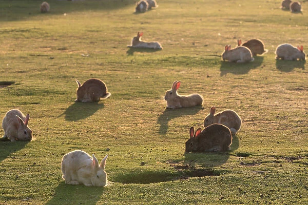 Feral domestic rabbit (Oryctolagus cuniculus) group at sunset