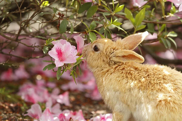 Feral domestic rabbit (Oryctolagus cuniculus) feeding on Rhododendron (Rhododendron