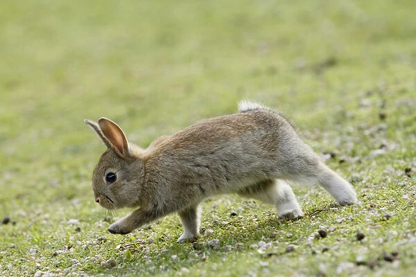 Feral domestic rabbit (Oryctolagus cuniculus) running, Okunojima Island, also known