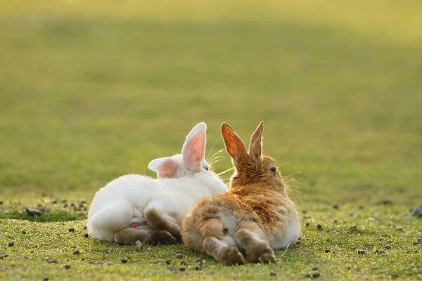 Feral domestic rabbit (Oryctolagus cuniculus) male and female resting together, Okunojima Island