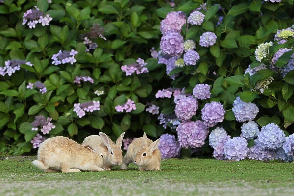 Feral domestic rabbit (Oryctolagus cuniculus) juveniles playing by a hydrangea. Okunojima Island