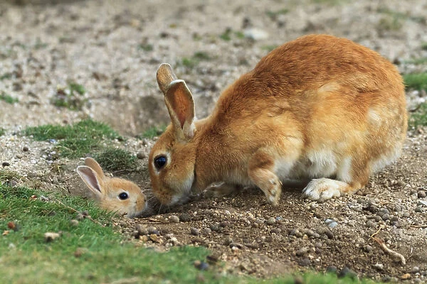 Feral domestic rabbit (Oryctolagus cuniculus) mother greeting baby sticking head out of burrow