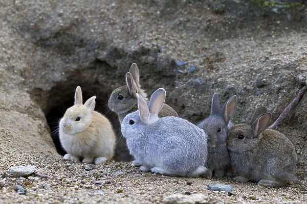 Feral domestic rabbit (Oryctolagus cuniculus) babies at burrrow, Okunojima Island