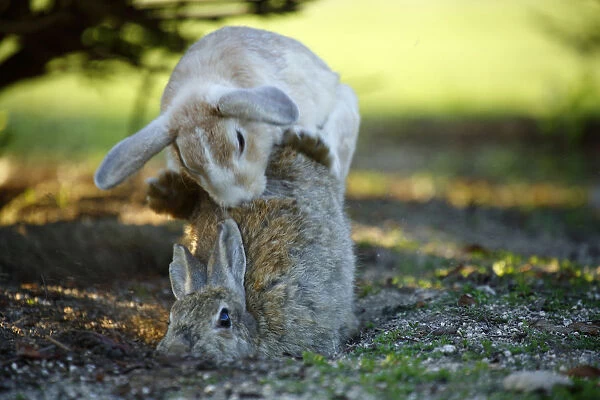 Feral domestic rabbit (Oryctolagus cuniculus) male attempting to mate with female