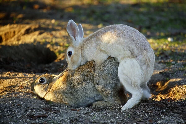 Feral domestic rabbit (Oryctolagus cuniculus) male mating with female, Okunojima Island