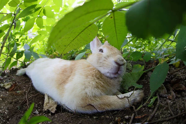 Feral domestic rabbit (Oryctolagus cuniculus) stretched out and sleeping, Okunojima Island