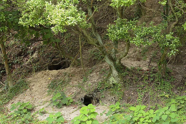 Feral domestic rabbit (Oryctolagus cuniculus) burrows, Okunojima Island, also known
