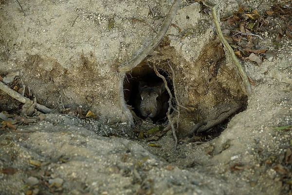 Feral domestic rabbit (Oryctolagus cuniculus) emerging from nest burrow, Okunojima Island