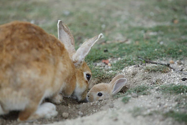 Feral domestic rabbit (Oryctolagus cuniculus) mother greeting baby sticking head out of burrow