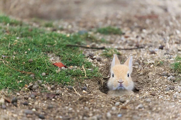 Feral domestic rabbit (Oryctolagus cuniculus) baby poking head out of burrow. Okunojima Island
