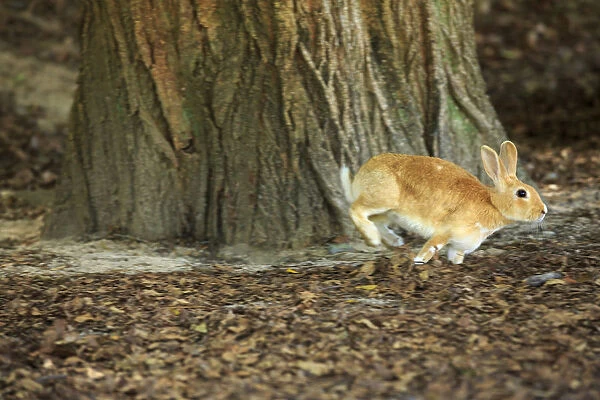 Feral domestic rabbit (Oryctolagus cuniculus) running, Okunojima Island, also known