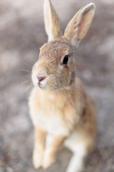 Feral domestic rabbit (Oryctolagus cuniculus) standing on hind legs, Okunojima Island