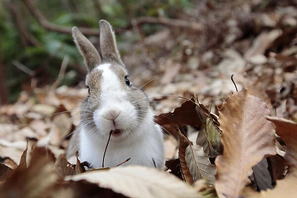 Feral domestic rabbit (Oryctolagus cuniculus) portrait in dried leaves, Okunojima Island