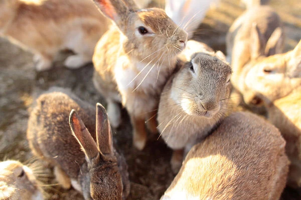 Feral domestic rabbit (Oryctolagus cuniculus) group gathering to be fed, Okunojima Island