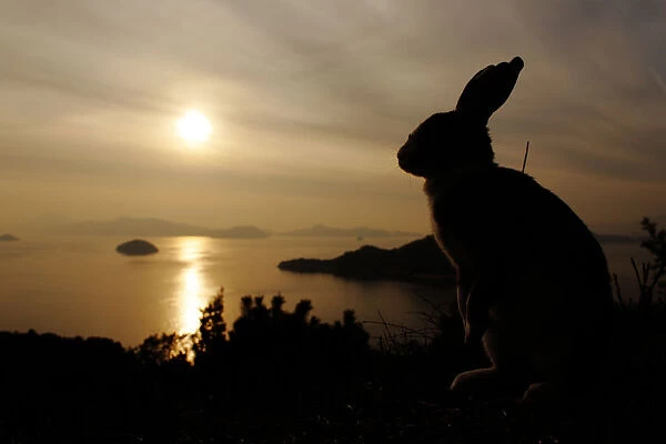 Feral domestic rabbit (Oryctolagus cuniculus) silhouetted against the ocean, Okunojima Island
