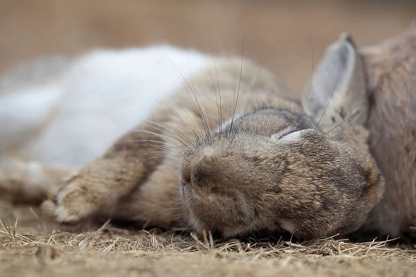 Feral domestic rabbit (Oryctolagus cuniculus) sleeping, Okunojima Island, also known