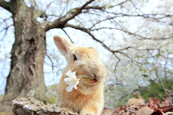 Feral domestic rabbit (Oryctolagus cuniculus) feeding on cherry blossom, Okunojima Island, also known as Rabbit Island, Hiroshima, Japan
