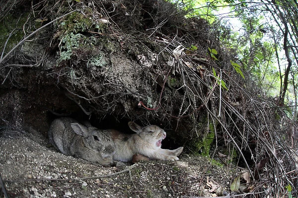 Feral domestic rabbit (Oryctolagus cuniculus) pair resting one yawning, Okunojima Island