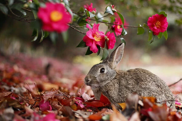 Feral domestic rabbit (Oryctolagus cuniculus) feeding on flowers, Okunojima Island