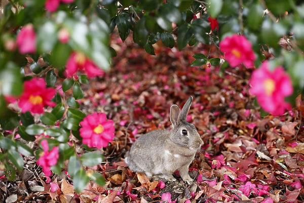 Feral domestic rabbit (Oryctolagus cuniculus) female among flowers, Okunojima Island